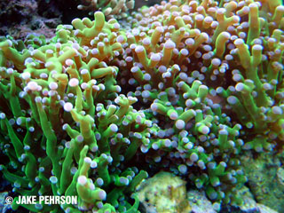 Coral ID #1