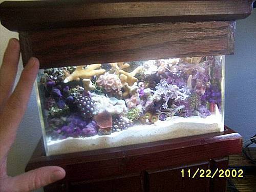 Smallest Reef Tank Members Have Kept Wmas Discussion Forum