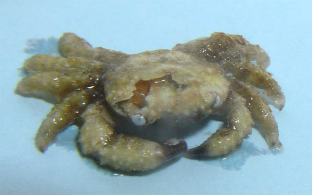 Acro Crab