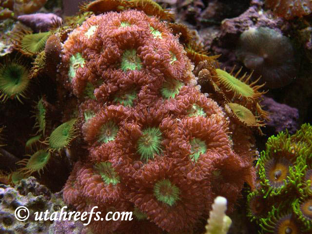 Blasto Coral