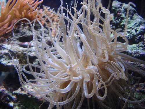 Curlique Anemone