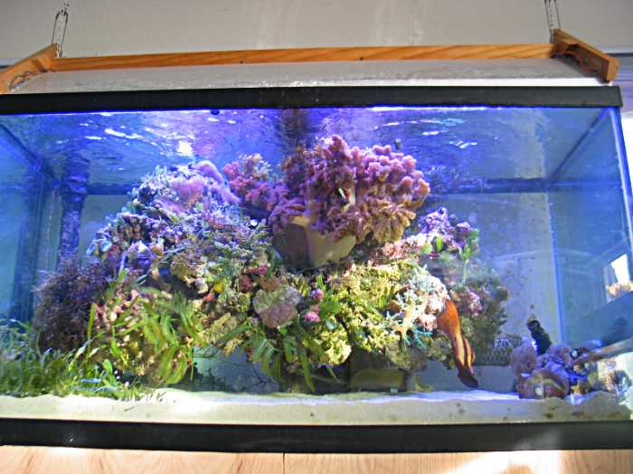 Raised reef and aquascaping ideas - WMAS Message Board