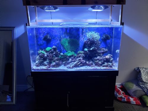 FS - 90 gallon reef tank and contents