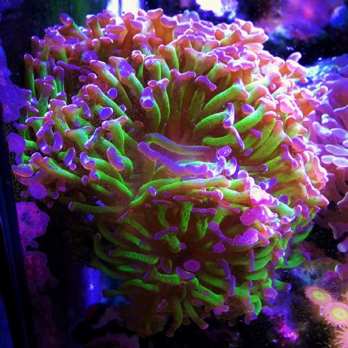 FS Hammer Corals (Gold, Orange, Green w/ Purple) - WMAS Discussion Forum